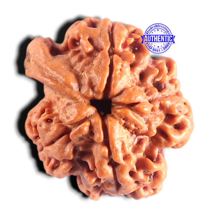 Nepalese Ganesh Rudraksha - Bead No. 320