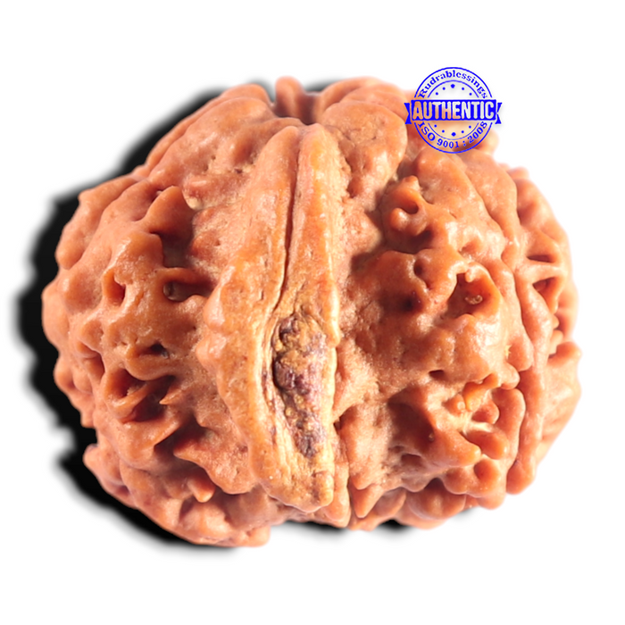 Nepalese Ganesh Rudraksha - Bead No. 320