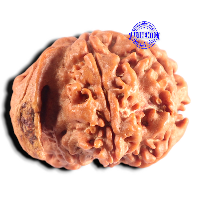 Nepalese Ganesh Rudraksha - Bead No. 320