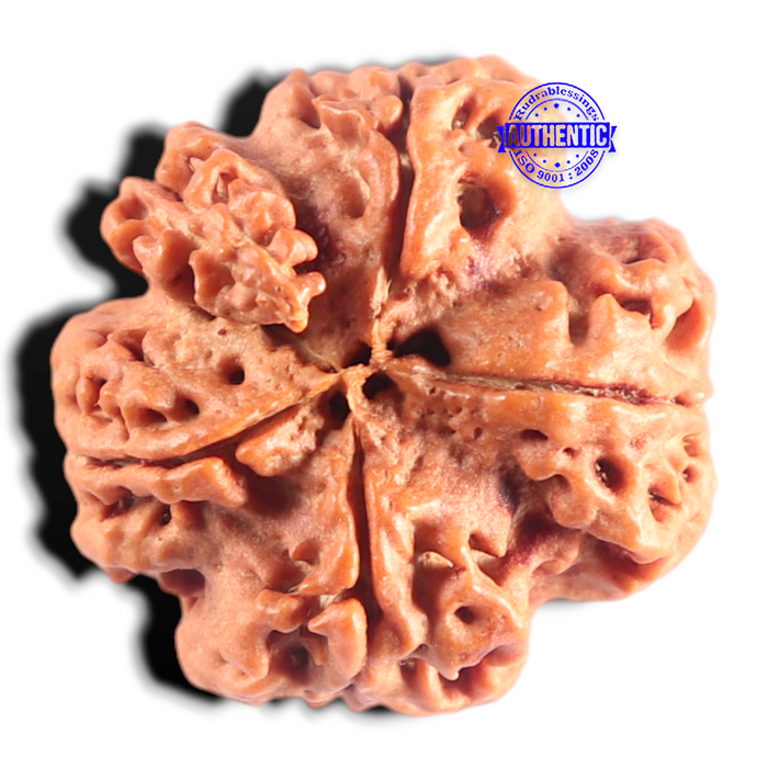 Nepalese Ganesh Rudraksha - Bead 321