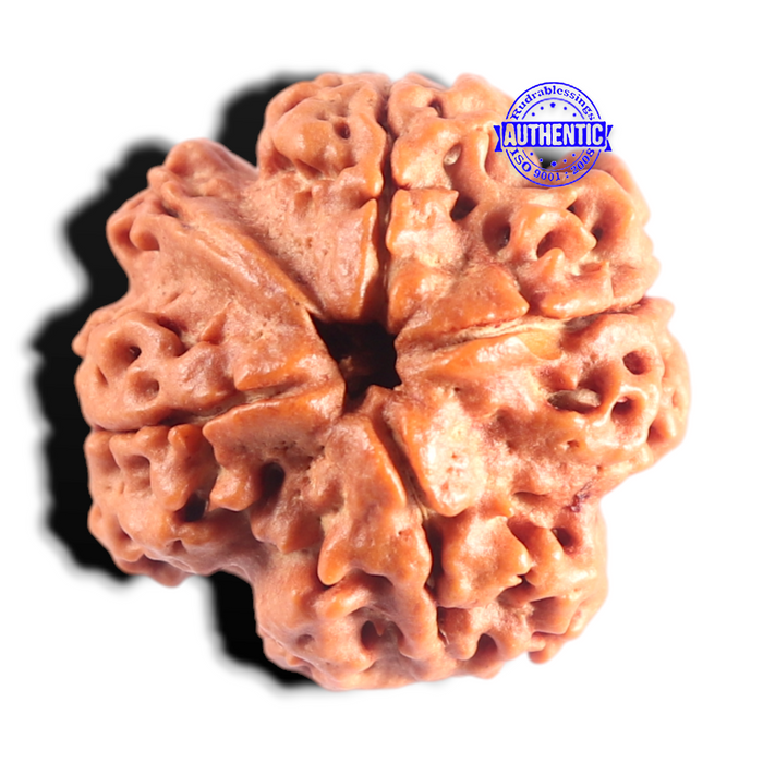 Nepalese Ganesh Rudraksha - Bead 321