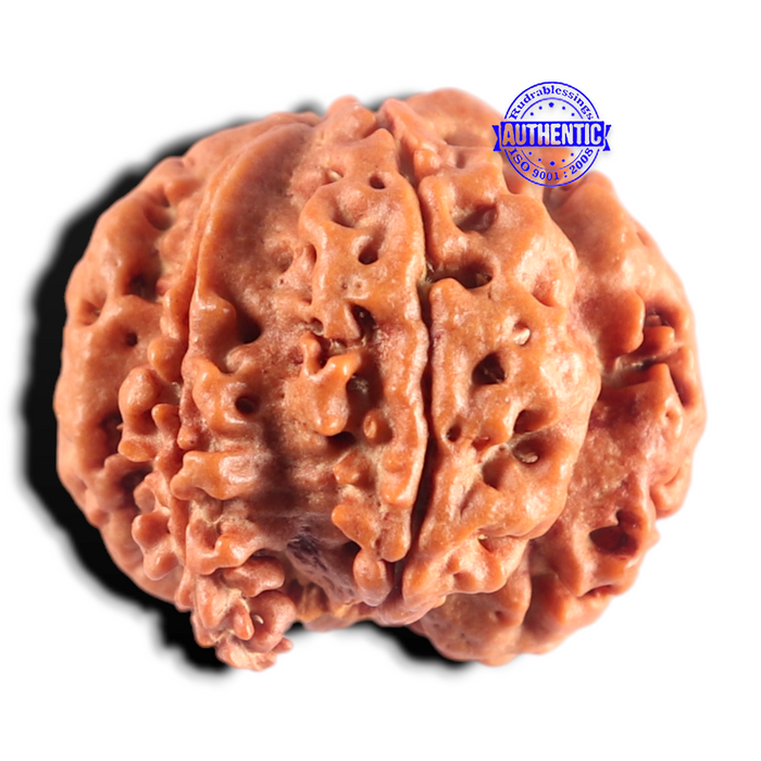 Nepalese Ganesh Rudraksha - Bead 321