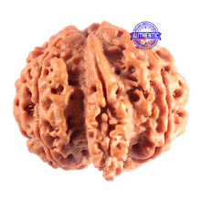 Load image into Gallery viewer, Nepalese Ganesh Rudraksha - Bead 321
