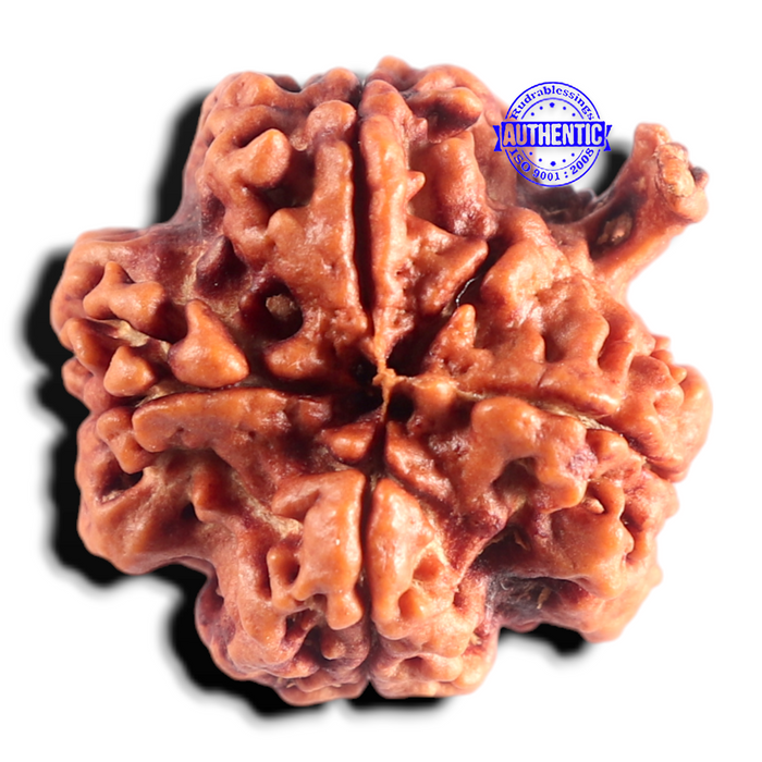 Nepalese Ganesh Rudraksha - Bead 322