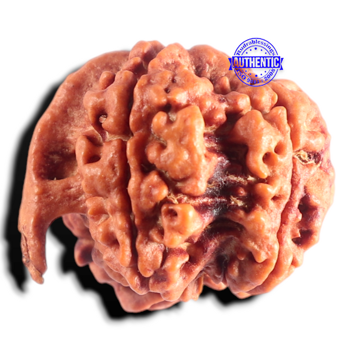 Nepalese Ganesh Rudraksha - Bead 322