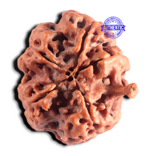 Load image into Gallery viewer, Nepalese Ganesh Rudraksha - Bead No. 323
