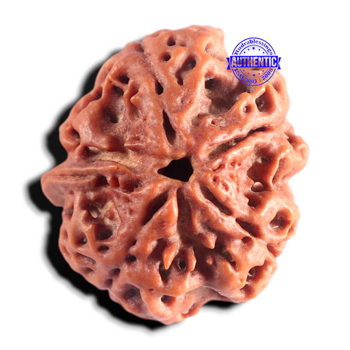 Nepalese Ganesh Rudraksha - Bead No. 323