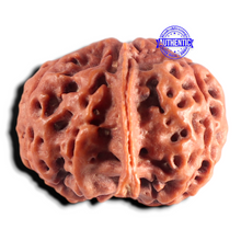 Load image into Gallery viewer, Nepalese Ganesh Rudraksha - Bead No. 323
