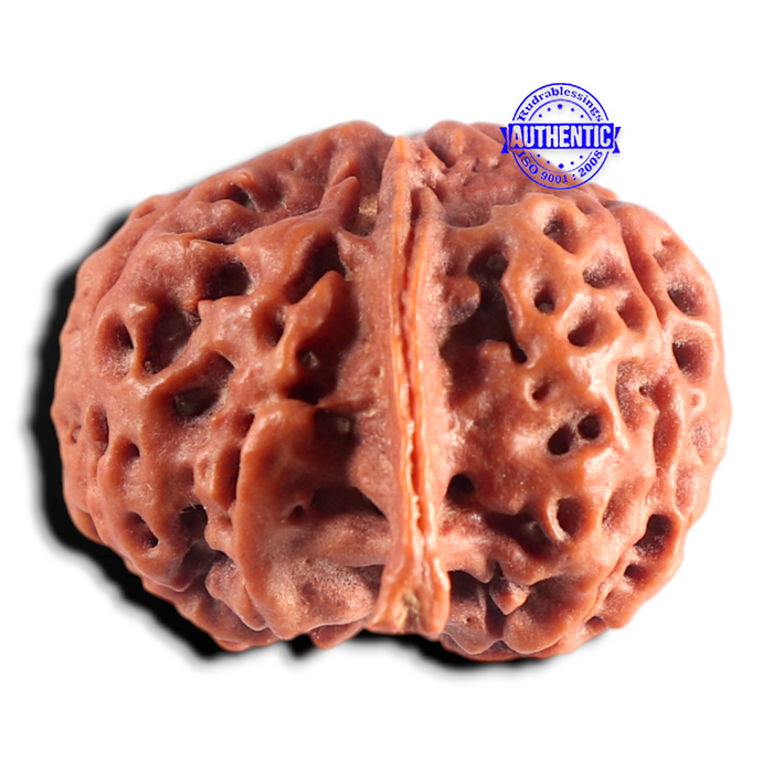 Nepalese Ganesh Rudraksha - Bead No. 323