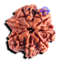 Load image into Gallery viewer, Nepalese Ganesh Rudraksha - Bead 324
