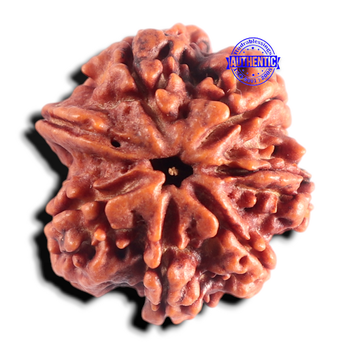 Nepalese Ganesh Rudraksha - Bead 324
