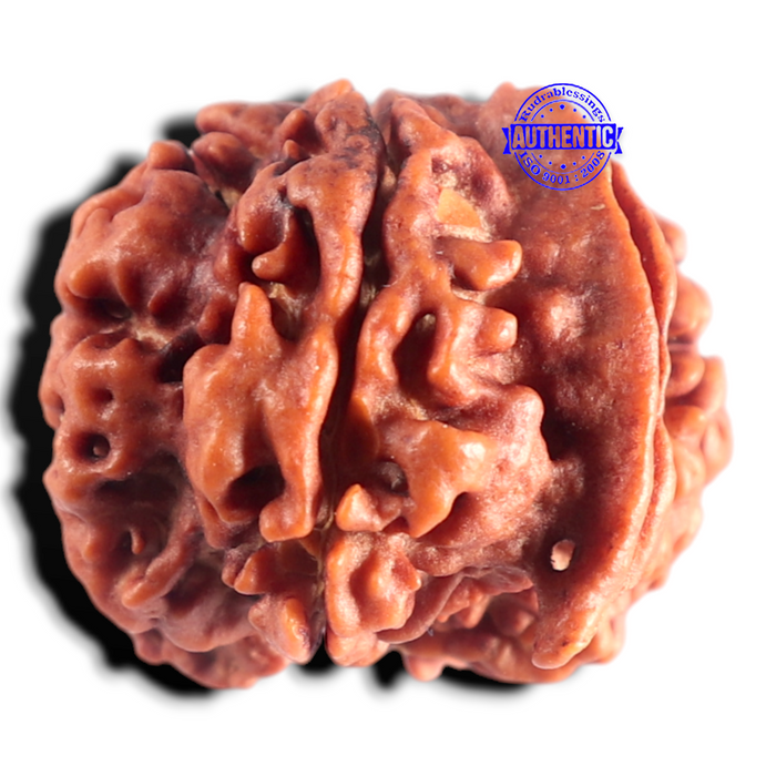 Nepalese Ganesh Rudraksha - Bead 324