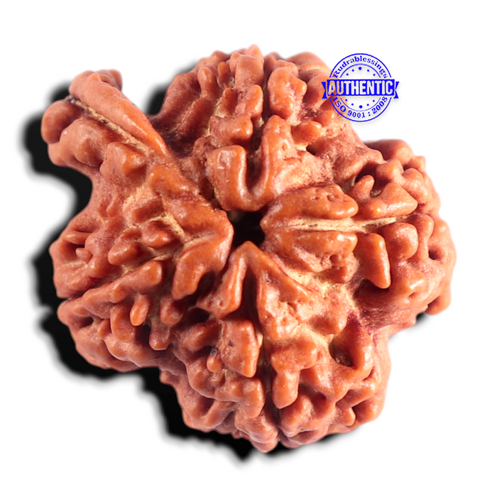Nepalese Ganesh Rudraksha - Bead No. 325