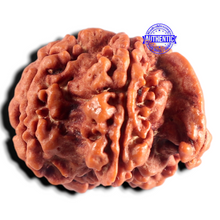 Load image into Gallery viewer, Nepalese Ganesh Rudraksha - Bead No. 325
