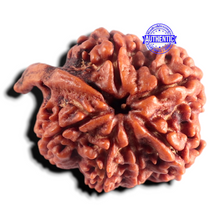 Load image into Gallery viewer, Nepalese Ganesh Rudraksha - Bead No. 326
