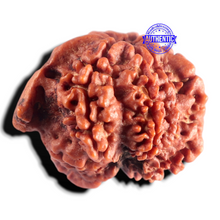 Load image into Gallery viewer, Nepalese Ganesh Rudraksha - Bead No. 326
