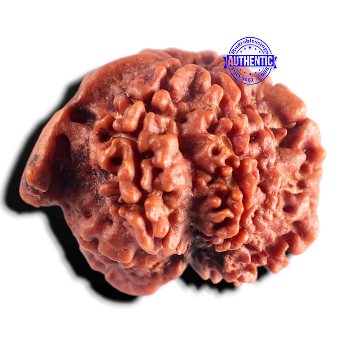 Nepalese Ganesh Rudraksha - Bead No. 326