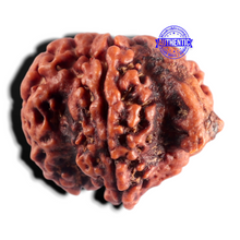 Load image into Gallery viewer, Nepalese Ganesh Rudraksha - Bead No. 326
