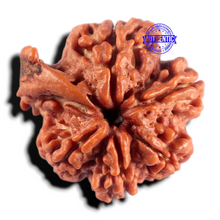 Load image into Gallery viewer, Nepalese Ganesh Rudraksha - Bead 327
