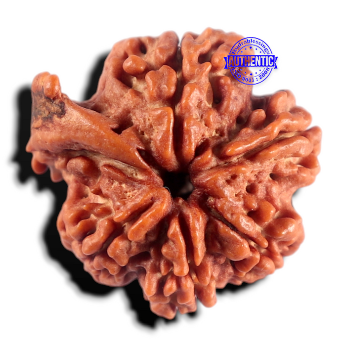 Nepalese Ganesh Rudraksha - Bead 327