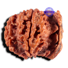 Load image into Gallery viewer, Nepalese Ganesh Rudraksha - Bead 327
