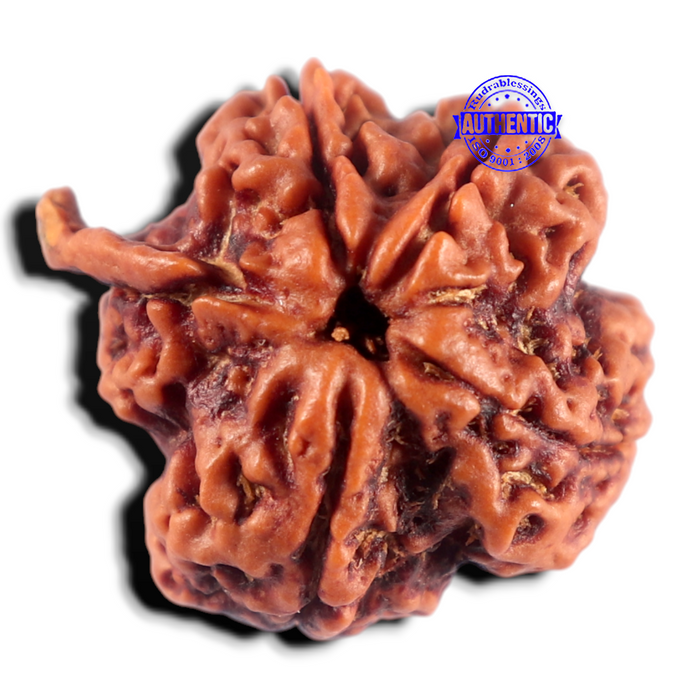 Nepalese Ganesh Rudraksha - Bead 328