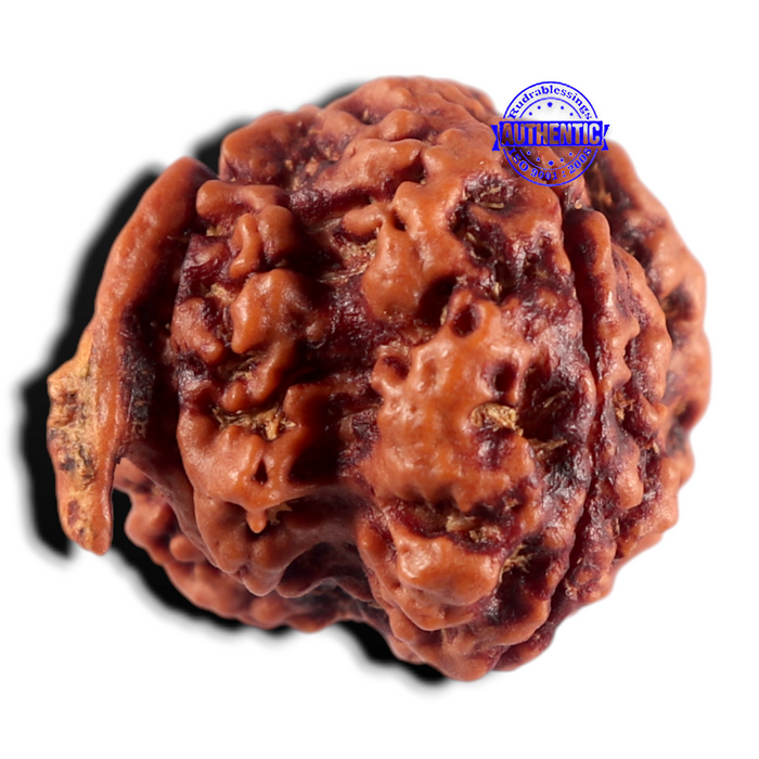 Nepalese Ganesh Rudraksha - Bead 328