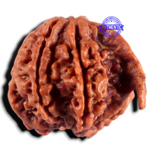 Load image into Gallery viewer, Nepalese Ganesh Rudraksha - Bead 328
