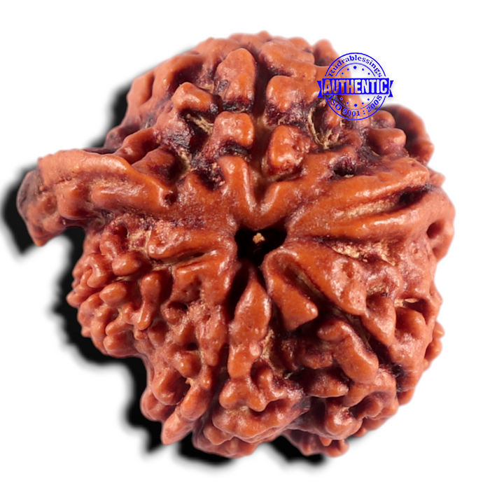 Nepalese Ganesh Rudraksha - Bead 329