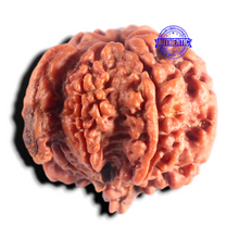 Load image into Gallery viewer, Nepalese Ganesh Rudraksha - Bead 329
