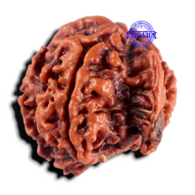 Load image into Gallery viewer, Nepalese Ganesh Rudraksha - Bead 329
