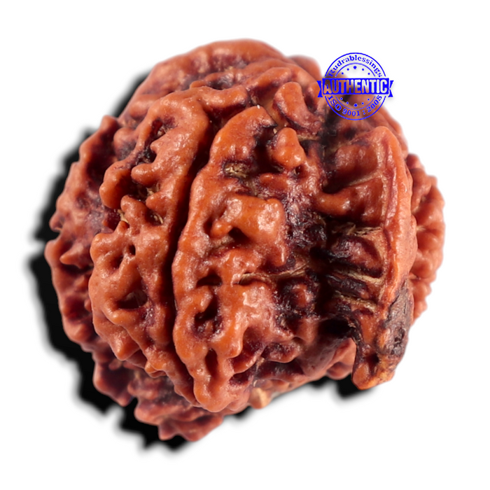 Nepalese Ganesh Rudraksha - Bead 329