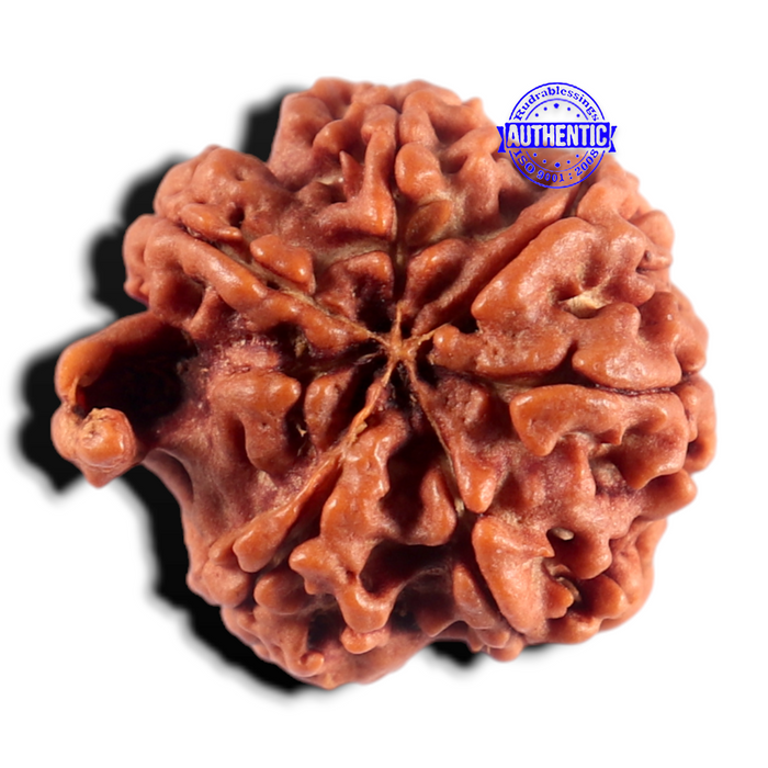 Nepalese Ganesh Rudraksha - Bead 330
