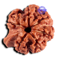 Load image into Gallery viewer, Nepalese Ganesh Rudraksha - Bead 330
