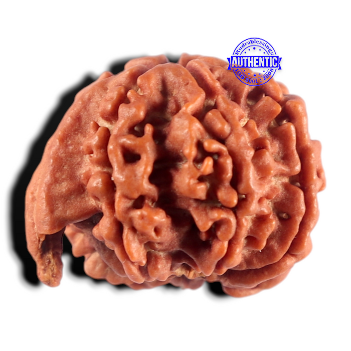 Nepalese Ganesh Rudraksha - Bead 330