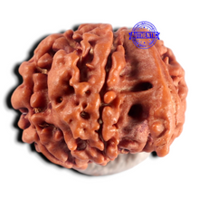 Load image into Gallery viewer, Nepalese Ganesh Rudraksha - Bead 330

