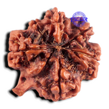 Load image into Gallery viewer, Nepalese Ganesh Rudraksha - Bead 331
