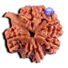Load image into Gallery viewer, Nepalese Ganesh Rudraksha - Bead 331
