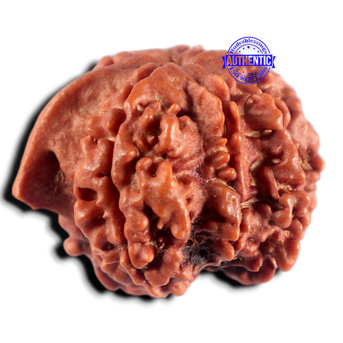 Nepalese Ganesh Rudraksha - Bead 331