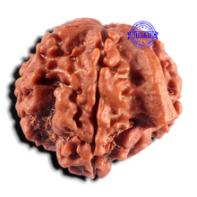 Load image into Gallery viewer, Nepalese Ganesh Rudraksha - Bead 331
