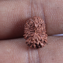 Load image into Gallery viewer, 16 Mukhi Rudraksha from Indonesia - Bead No 228
