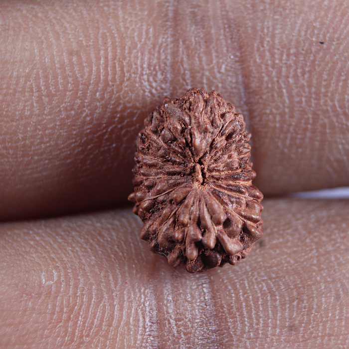 16 Mukhi Rudraksha from Indonesia - Bead No 228