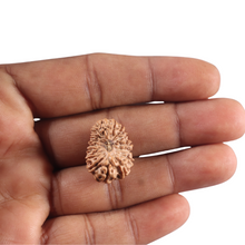 Load image into Gallery viewer, 16 Mukhi Rudraksha from Indonesia - Bead No. 348
