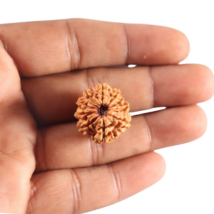 9 Mukhi Nepalese Rudraksha - Bead No. 446