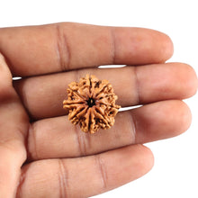 Load image into Gallery viewer, 9 Mukhi Nepalese Rudraksha - Bead No. 438
