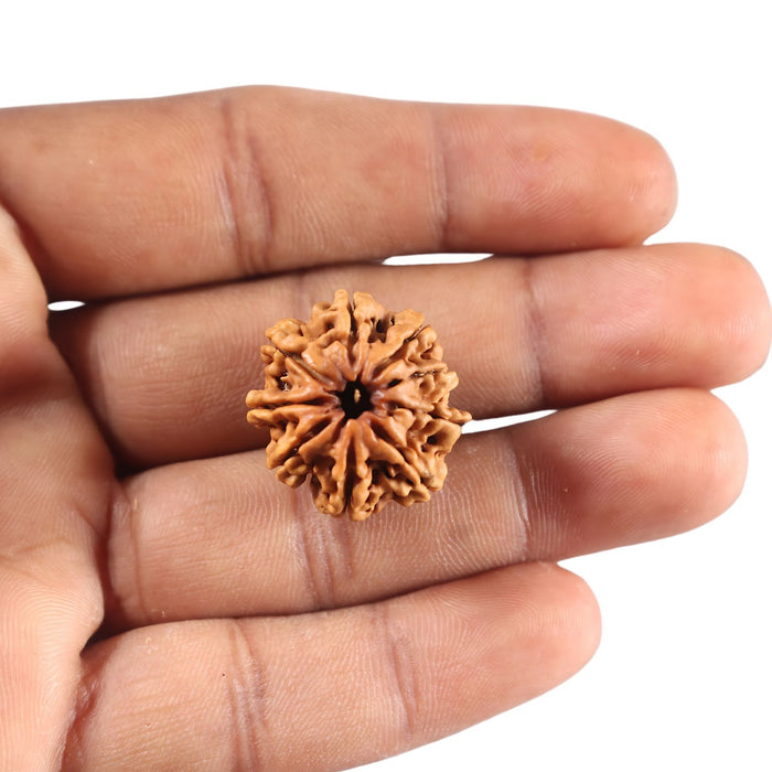 9 Mukhi Nepalese Rudraksha - Bead No. 438