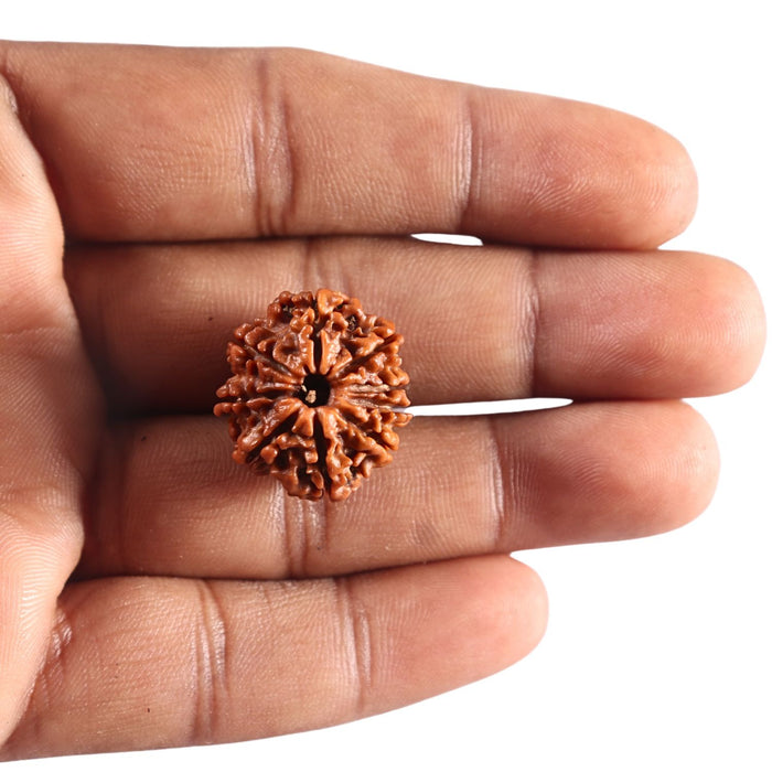 9 Mukhi Nepalese Rudraksha - Bead No. 449