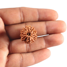 Load image into Gallery viewer, 9 Mukhi Nepalese Rudraksha - Bead No. 447
