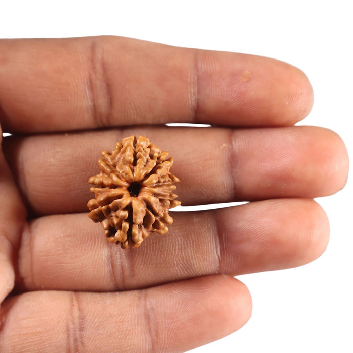 9 Mukhi Nepalese Rudraksha - Bead No. 443