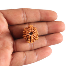Load image into Gallery viewer, 9 Mukhi Nepalese Rudraksha - Bead No. 444
